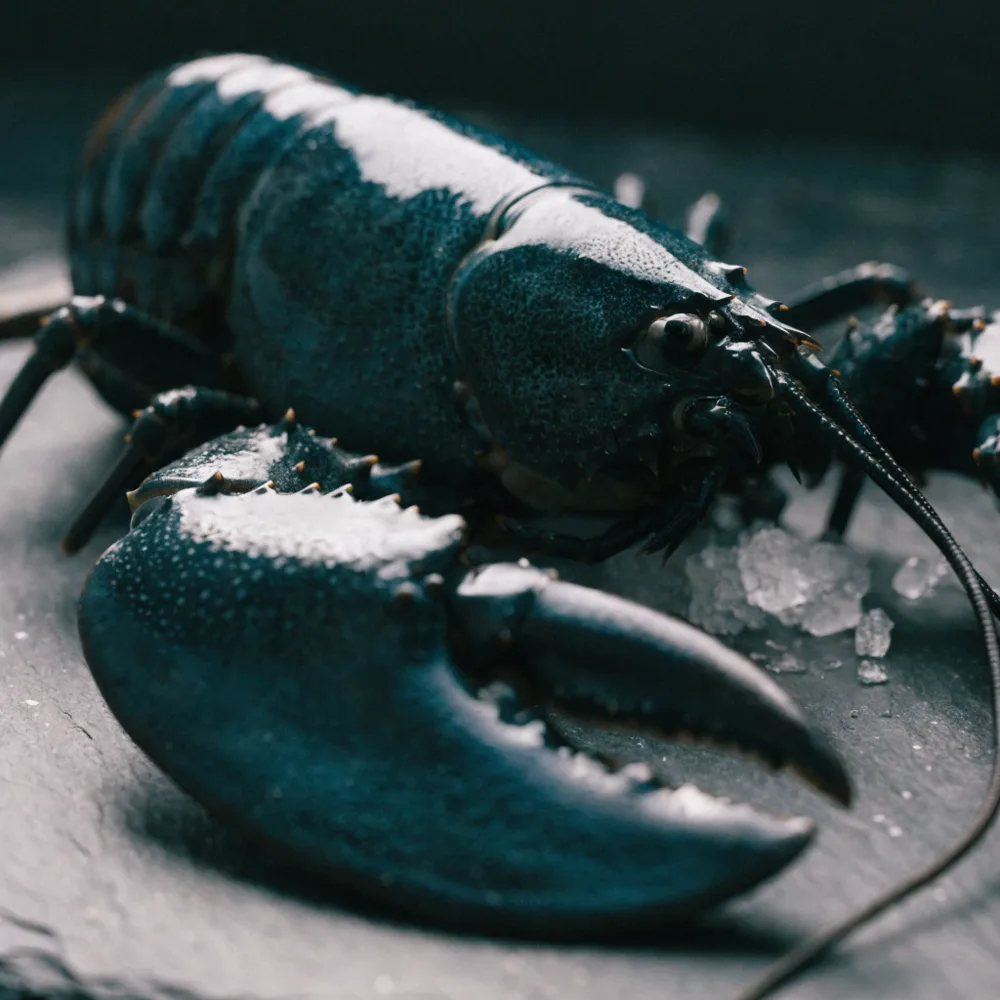 Whole live lobster