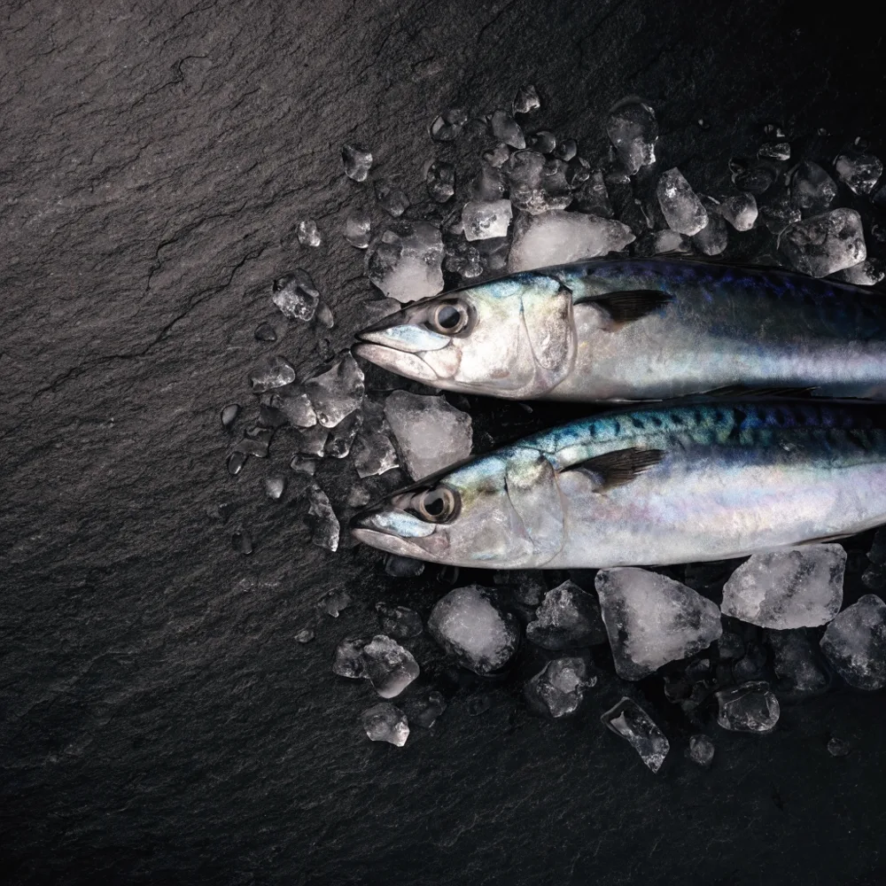 Whole fresh mackerel