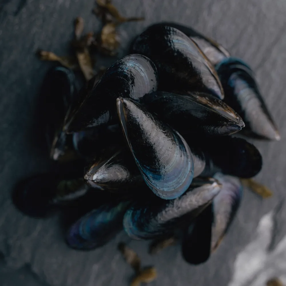 Fresh live mussels